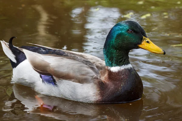 Pato-de-palha (Anas platyrhynchos ) — Fotografia de Stock