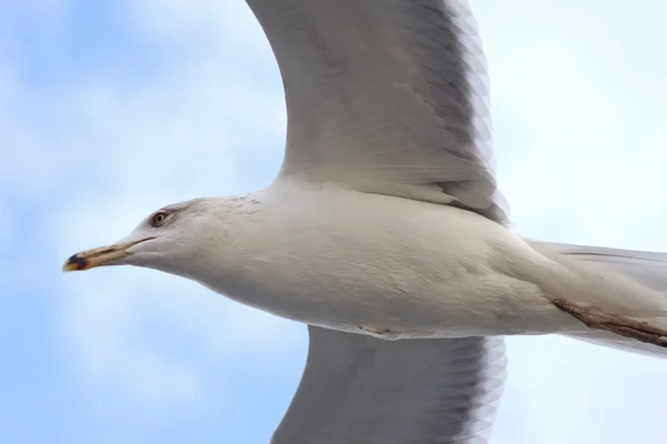 Möwe fliegt in den bewölkten Himmel — Stockfoto