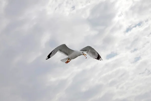 Seagull flying in the cloudy sky — Stock Photo, Image