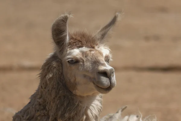 Portrait of a funny llama, Stock Image