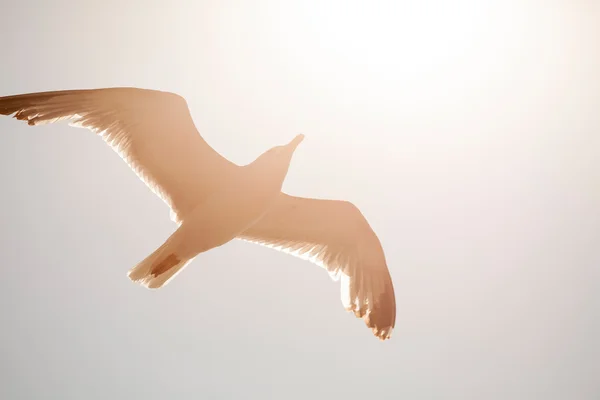 Gaviota volando en el aire —  Fotos de Stock