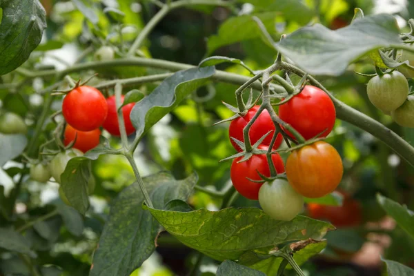 Κόκκινες ντομάτες στον κήπο — Φωτογραφία Αρχείου