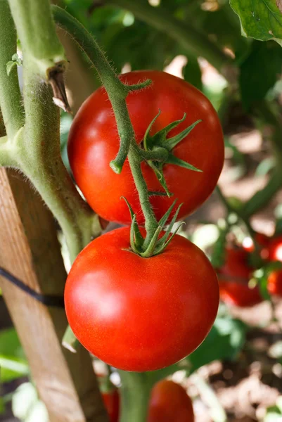 Röda garden tomater — Stockfoto