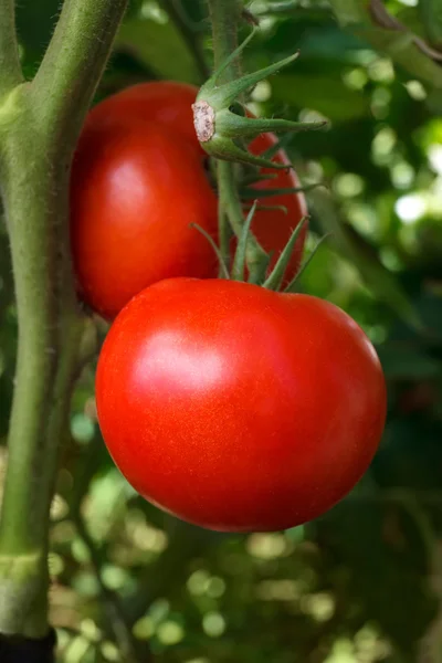 Röda garden tomater — Stockfoto