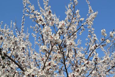 Prunus armeniaca. Doğanın güzel çiçekli ve soyut arka planı. Kayısı ağacı. Ağaç dalında bahar beyaz çiçekleri. Çiçek açmış kayısı ağacı. Bahar, mevsimler