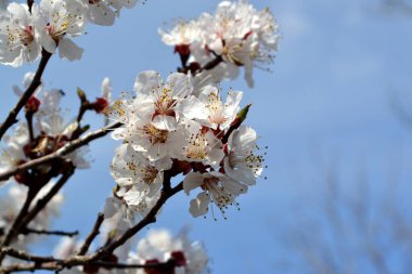 Paskalya ve bahar tebrik kartları için. Doğanın güzel çiçekli ve soyut arka planı. Kayısı ağacı. Ağaç dalında bahar beyaz çiçekleri. Çiçek açmış kayısı ağacı. Bahar