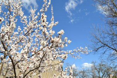 Doğanın güzel çiçekli ve soyut arka planı. Kayısı ağacı. Ağaç dalında bahar beyaz çiçekleri. Çiçek açmış kayısı ağacı. Bahar, mevsimler, kayısı ağacının beyaz çiçekleri yakın plan