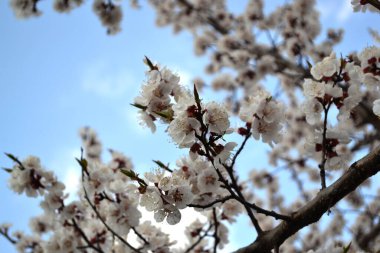 Kayısı ağacı. Prunus armeniaca. Doğanın güzel çiçekli ve soyut arka planı. Ağaç dalında bahar beyaz çiçekleri. Çiçek açmış kayısı ağacı. Bahar, mevsimler, ağaçların beyaz çiçekleri