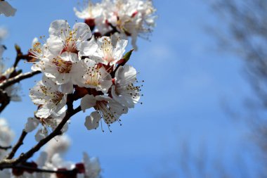 Paskalya ve bahar tebrik kartları için. Doğanın güzel çiçekli ve soyut arka planı. Kayısı ağacı. Bir dalda bahar beyaz çiçekleri