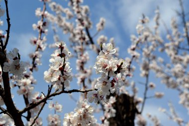 Paskalya ve bahar tebrik kartları için. Kayısı ağacı. Bahar beyaz çiçekleri. Çiçek açmış kayısı ağacı. Bahar