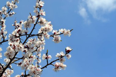 Paskalya ve bahar tebrik kartları için. Kayısı ağacı. Ağaç dalında bahar beyaz çiçekleri. Çiçek açmış kayısı ağacı. Bahar, mevsimler, beyaz çiçekler
