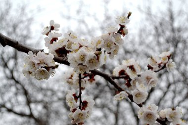 Doğanın güzel çiçekli ve soyut arka planı. Ağaç dalında bahar beyaz çiçekleri. Kayısı
