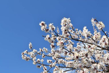 Kayısı ağacı. Bir dalda bahar çiçekleri. Çiçek açmış kayısı ağacı. Bahar, ağaç çiçekleri. Paskalya ve tebrik kartları için