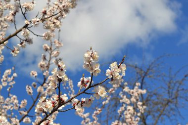 Kayısı ağacı. Bir dalda bahar çiçekleri. Çiçek açmış kayısı ağacı. Bahar, kayısı ağacı çiçekleri. Paskalya ve bahar tebrik kartları için