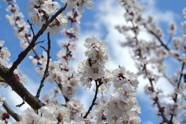 Kayısı ağacı. Doğanın güzel çiçekli ve soyut arka planı. Ağaç dalında bahar beyaz çiçekleri