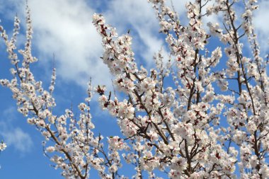 Kayısı ağacı. Doğanın güzel çiçekli ve soyut arka planı. Ağaç dalında bahar beyaz çiçekleri. Çiçek açmış kayısı ağacı. Bahar, kayısı ağacı çiçekleri