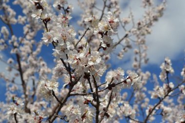 Kayısı ağacı. Bir dalda bahar beyaz çiçekleri. Çiçek açmış kayısı ağacı. Bahar, kayısı ağacının beyaz çiçekleri. Paskalya ve bahar tebrik kartları için