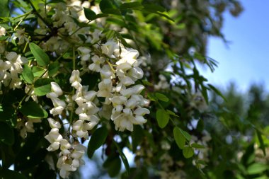 Çiçek açan akasya (Robinia psödoacia). Doğanın güzel çiçekli ve soyut arka planı. Ağaç dalında bahar beyaz çiçekleri. Akasya ağacı çiçek açtı