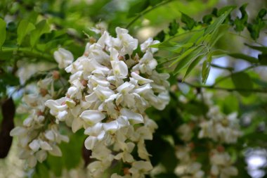 Doğanın güzel bahar arkaplanı. Çiçek açan akasya (Robinia psödoacia)