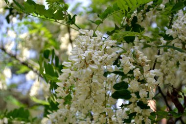 Doğanın güzel çiçekli ve soyut arka planı. Çiçek açan akasya (Robinia psödoacia)