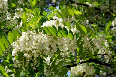 Çiçek açan akasya (Robinia psödoacia). Doğanın güzel çiçekli ve soyut arka planı. Bahar