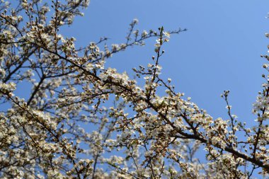 Çiçekli kiraz eriği (Prunus cerasifera). Bahar çiçekleri. Yeşil arkaplanı olan kiraz eriği çiçekleri dalı