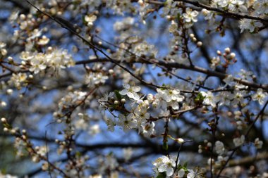 Çiçekli kiraz eriği (Prunus cerasifera). Doğanın güzel çiçekli ve soyut arka planı. Ağaç dalında bahar beyaz çiçekleri. Çiçek açmış kiraz ağacı