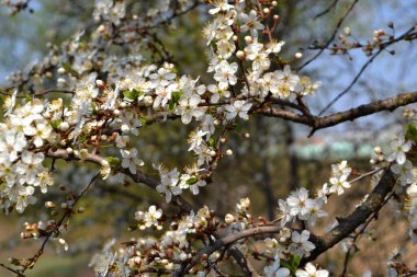 Çiçekli kiraz eriği (Prunus cerasifera). Doğanın güzel çiçek arkaplanı. Kirazlı erik