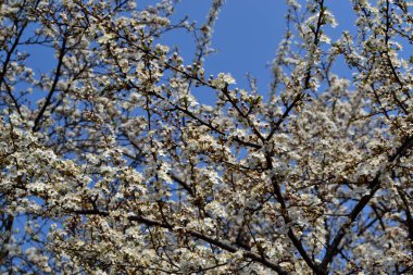 Doğanın güzel çiçekli ve soyut arka planı. Çiçekli kiraz eriği (Prunus cerasifera). Ağaç dalında bahar beyaz çiçekleri. Çiçek açmış kiraz ağacı