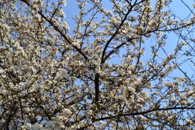 Çiçekli kiraz eriği (Prunus cerasifera). Bir dalda bahar beyaz çiçekleri. Çiçek açmış kiraz ağacı. Yeşil arkaplanı olan kiraz eriği çiçekleri dalı