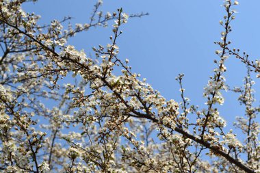Çiçekli kiraz eriği (Prunus cerasifera). Bir dalda bahar çiçekleri. Yeşil arkaplanı olan kiraz eriği çiçekleri dalı