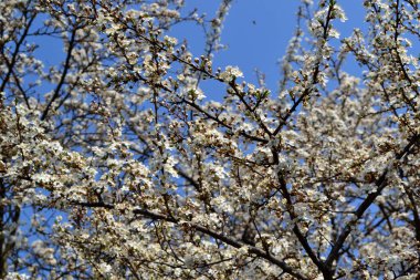 Doğanın güzel çiçekli ve soyut arka planı. Çiçekli kiraz eriği (Prunus cerasifera). Ağaç dalında bahar beyaz çiçekleri. Kiraz ağacı.