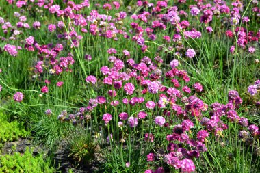 Armerya Denizi. Armeria maritima. Ebedi otçul bitki. Doğanın güzel, soyut arka planı. Yaz manzarası