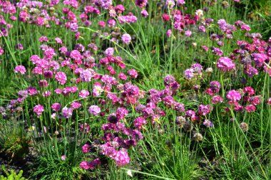 Armerya Denizi. Armeria maritima. Ebedi otçul bitki. Doğanın güzel, soyut arka planı. Yaz manzarası. Çiçekçilik