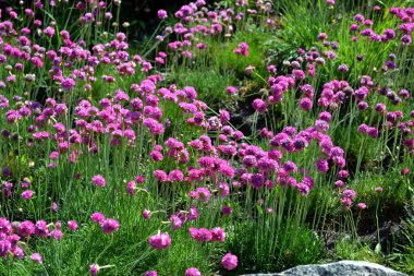 Armerya Denizi. Armeria maritima. Ebedi otçul bitki. Doğanın güzel, soyut arka planı. Yaz manzarası. Çiçekçilik, ev çiçeği yatağı. Ev
