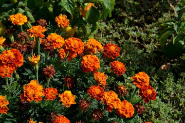 Çiçek kadife çiçeği. Doğanın güzel sonbahar çiçeği soyut arka planı. Tagetes erekta. Çiçekli bitki. Turuncu çiçekler. Sonbahar bahçesi, yatak. Baharatlı sonbahar manzarası