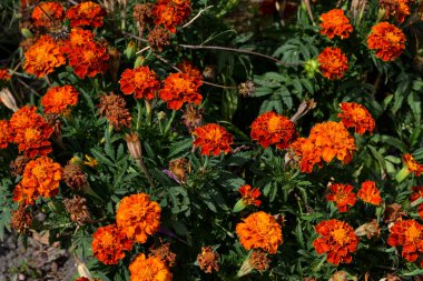 Doğanın güzel sonbahar çiçeği soyut arka planı. Çiçek kadife çiçeği. Tagetes erekta. Çiçekli bitki. Turuncu çiçekler. Sonbahar bahçesi. Baharatlı sonbahar manzarası