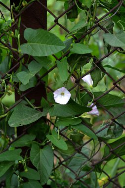 Vahşi bağdokusu-kalisteji sepiumu. Doğanın güzel çiçekli, soyut arka planı. Çiçek tohumu bitkisi. Konvolvulus arvensis. Çiçekli bitki. Beyaz çiçekler. Yaz
