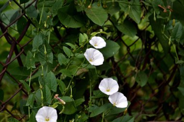 Konvolvulus arvensis. Vahşi bağdokusu-kalisteji sepiumu. Doğanın güzel çiçekli, soyut arka planı. Çiçek tohumu bitkisi. Çiçekli bitki. Beyaz çiçekler. Yaz Alanı