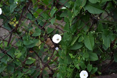 Vahşi bağdokusu-kalisteji sepiumu. Doğanın güzel çiçekli, soyut arka planı. Çiçek tohumu bitkisi. Konvolvulus arvensis. Çiçekli bitki.