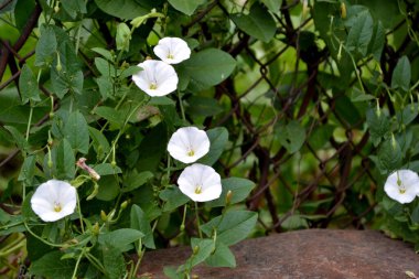 Doğanın güzel çiçekli, soyut arka planı. Çiçek tohumu bitkisi. Konvolvulus arvensis. Çiçekli bitki. Beyaz çiçekler