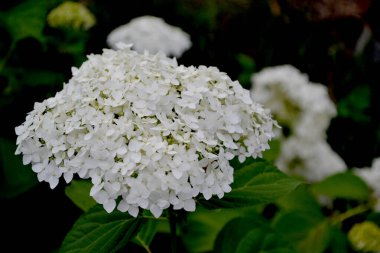 Viburnum vulgaris sterilis, Avrupa Kartopu, Kartopu Bush. Doğanın güzel çiçek arkaplanı