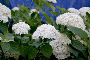 Yaz çiçekliği. Viburnum vulgaris sterilis, Avrupa Kartopu, Kartopu Bush. Çok güzel. Beyaz çiçekler