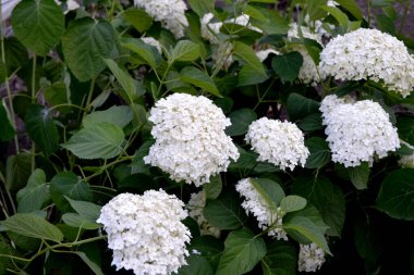 Yaz çiçekliği, bahçe. Viburnum vulgaris sterilis, Avrupa Kartopu, Kartopu Bush. Doğanın güzel çiçekli, soyut arka planı. Beyaz çiçekler