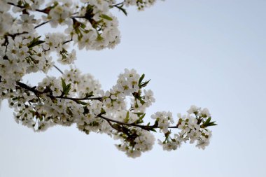 Kiraz çiçeklerinin dalları ile doğal bahçe arka planı. Kiraz çiçekleriyle bahar manzarası. Bahar kirazı, beyaz çiçekler
