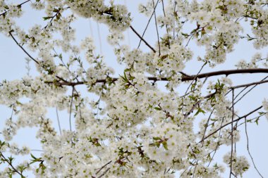 Kiraz çiçeklerinin dalları ile doğal bahçe arka planı. Kiraz çiçekleriyle bahar manzarası. Beyaz çiçekler