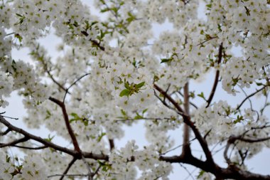 Kiraz çiçeklerinin dalları ile doğal bahçe arka planı. Kiraz çiçekleriyle bahar manzarası. Doğanın güzel, soyut arka planı. Bahar çiçekli kiraz, beyaz çiçekler. Bahar