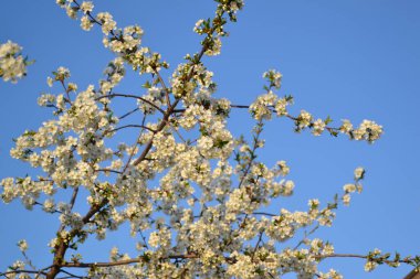 Kiraz çiçeklerinin dalları ile doğal bahçe arka planı. Doğanın güzel soyut arkaplanı