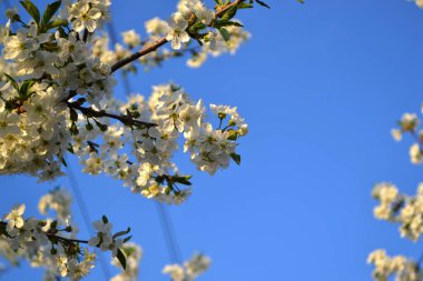Dallardaki beyaz narin çiçekler. Doğanın güzel, soyut arka planı. Kirazlı bahar manzarası