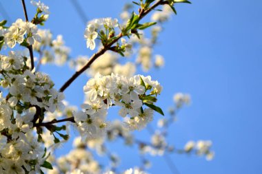 Dallardaki beyaz narin çiçekler. Doğanın güzel, soyut arka planı. Bahar manzarası